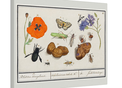 Natural History Ensemble, No. 17 by Anselmus Boëtius de Boodt Matte Canvas, Stretched, 0.75"