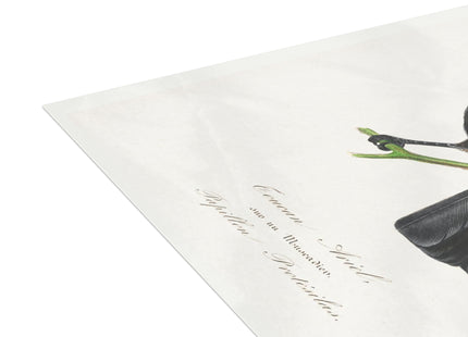 Channel Billed Toucan by Paul Gervais Postcards (envelopes included) - Bundles of 10, 30, 50 Pieces