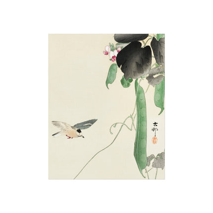 Bird at Flowering Bean Plant by Ohara Koson Fine Art Posters