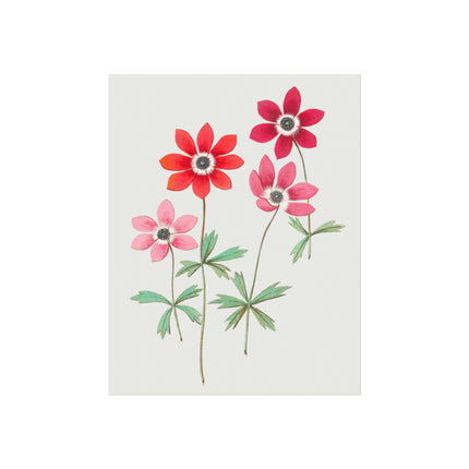 Anemoon, Anemone by Anselmus Boëtius de Boodt Fine Art Posters