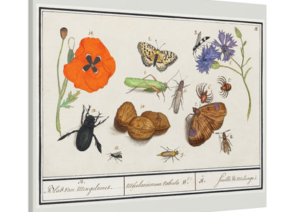 Natural History Ensemble, No. 17 by Anselmus Boëtius de Boodt Matte Canvas, Stretched, 0.75"