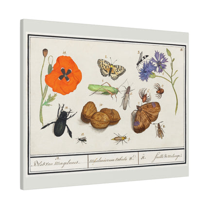 Natural History Ensemble No. 17  – Late Renaissance Illustration by Anselmus Boëtius de Boodt