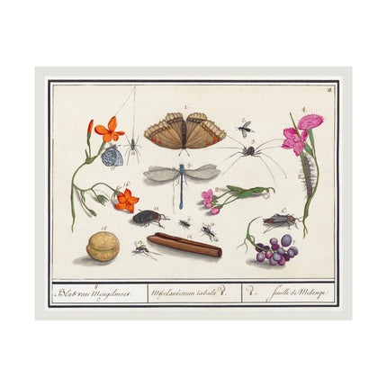 Natural History Ensemble, No. 8 by Anselmus Boëtius de Boodt Matte Horizontal Posters