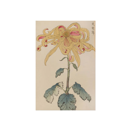 Chrysanthemum Grace Fine Art Poster