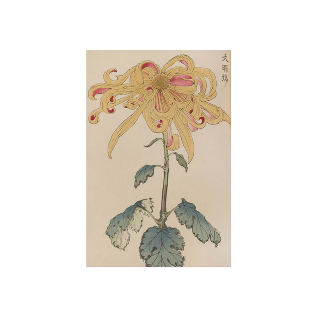 Chrysanthemum Grace Fine Art Poster