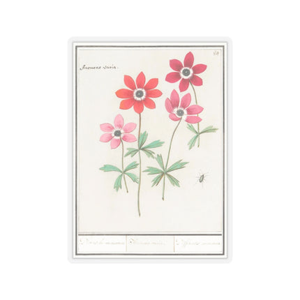 Anemoon, Anemone by Anselmus Boëtius de Boodt Kiss-Cut Stickers (4 Sizes)