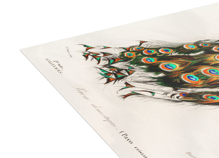 Indian Peafowl by Charles Dessalines D'Orbigny Postcards (envelopes included) - Bundles of 10, 30, 50 Pieces