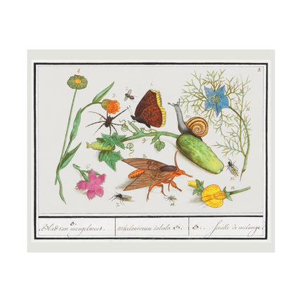 Natural History Ensemble, no. 3 by Anselmus Boëtius de Boodt Matte Horizontal Posters