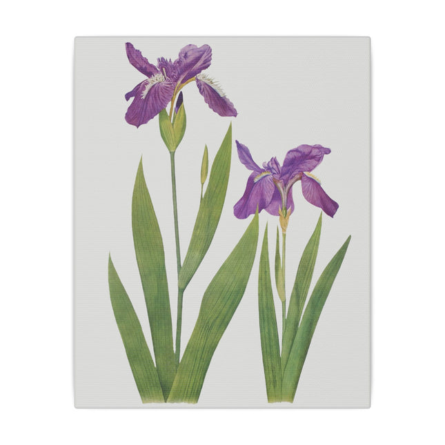 Violet and Blue Irises – Botanical Art from William Dykes’ The Genus Iris