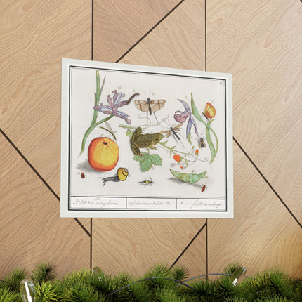 Natural History Ensemble, No. 12 by Anselmus Boëtius de Boodt Matte Horizontal Posters