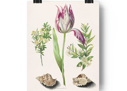 Tulip, Branches of Myrtle, and Shells Giclée Art Print