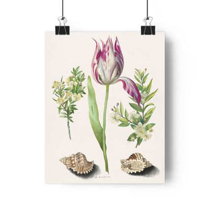 Tulip, Branches of Myrtle, and Shells Giclée Art Print