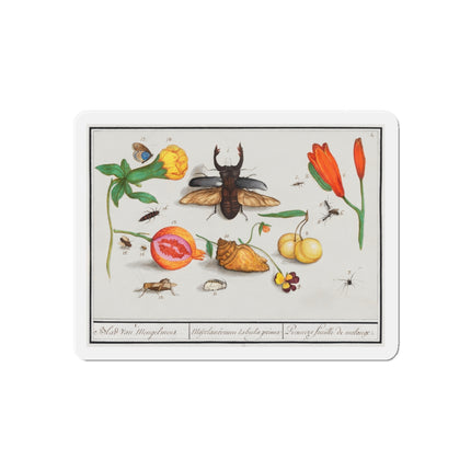 Natural History Ensemble, No. 1 Die-Cut Magnets (5 Sizes)