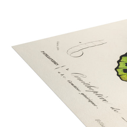 Green Birdwing by Charles Dessalines D' Orbigny Postcards (envelopes included) - Bundles of 10, 30, 50 Pieces