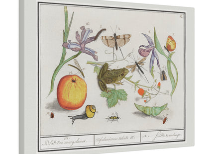 Natural History Ensemble, No. 12 by Anselmus Boëtius de Boodt Matte Canvas, Stretched, 0.75"