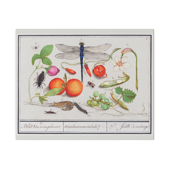 Natural History Ensemble, No. 7 by Anselmus Boëtius de Boodt Matte Horizontal Posters
