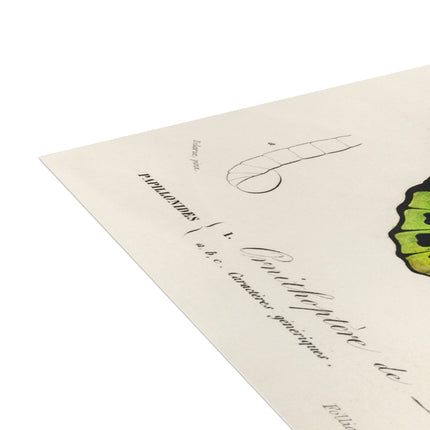 Green Birdwing by Charles Dessalines D' Orbigny Postcards (envelopes included) - Bundles of 10, 30, 50 Pieces