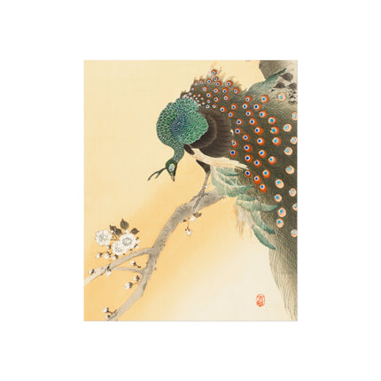 Peacock on a Cherry Blossom Tree by Ohara Koson Fine Art Posters