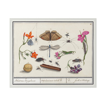 Natural History Ensemble No. 8 – Late Renaissance Illustration by Anselmus Boëtius de Boodt