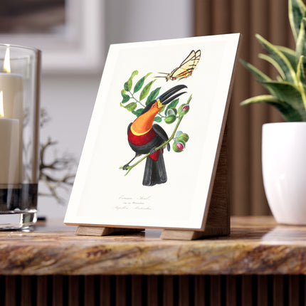 Channel Billed Toucan by Paul Gervais Ceramic Tile