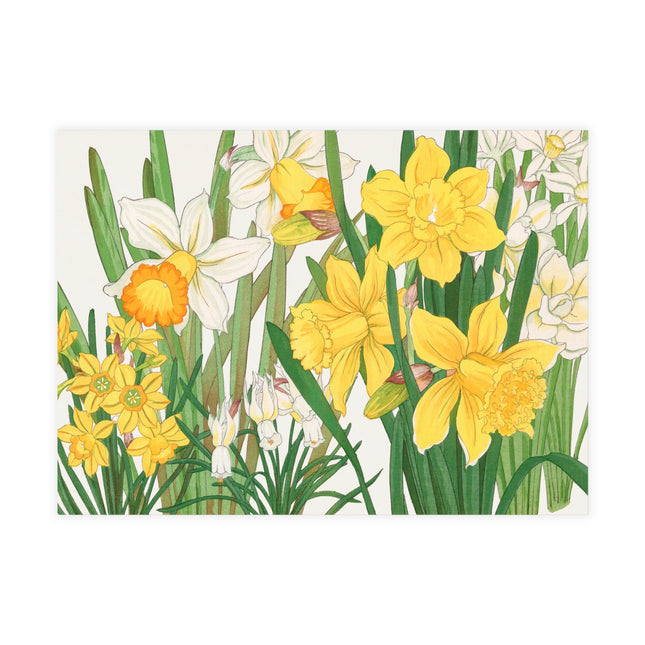 Daffodil by Tanigami Kônan Postcards (envelopes included) - Bundles of 10, 30, 50 Pieces