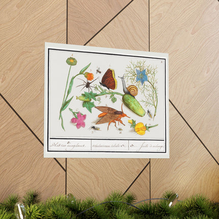 Natural History Ensemble, no. 3 by Anselmus Boëtius de Boodt Matte Horizontal Posters