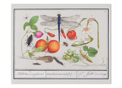Natural History Ensemble, No. 7 by Anselmus Boëtius de Boodt Matte Matte Canvas, Stretched, 0.75"