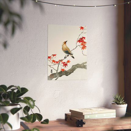 Japanese Plague Bird on Maple by Ohara Koson Fine Art Posters