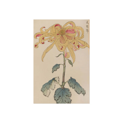 Chrysanthemum Grace Fine Art Poster