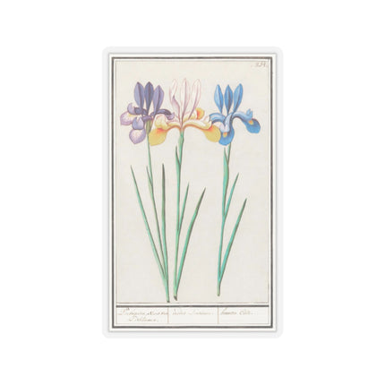 Iris, Iris sibirica by Anselmus Boëtius de Boodt Kiss-Cut Stickers (4 Sizes)