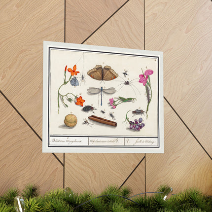 Natural History Ensemble, No. 8 by Anselmus Boëtius de Boodt Matte Horizontal Posters