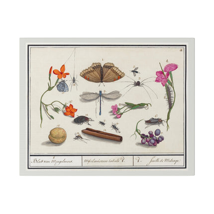 Natural History Ensemble No. 8 – Late Renaissance Illustration by Anselmus Boëtius de Boodt