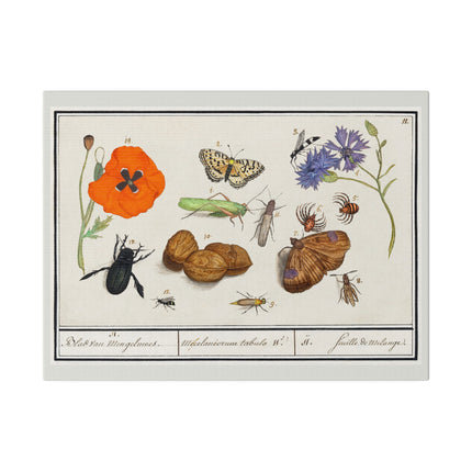 Natural History Ensemble No. 11 – Late Renaissance Illustration by Anselmus Boëtius de Boodt
