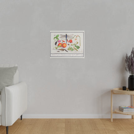Natural History Ensemble No. 7 – Late Renaissance Illustration by Anselmus Boëtius de Boodt