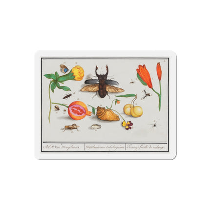 Natural History Ensemble, No. 1 Die-Cut Magnets (5 Sizes)