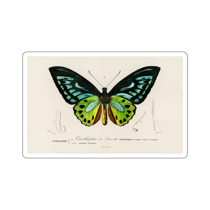 Green Birdwing by Charles Dessalines D' Orbigny Kiss-Cut Stickers (4 Sizes)