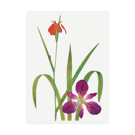 Iris Fulva & Iris Fulvala: Botanical Elegance from The Genus Iris Postcards (envelopes included) - Bundles of 10, 30, 50 Pieces
