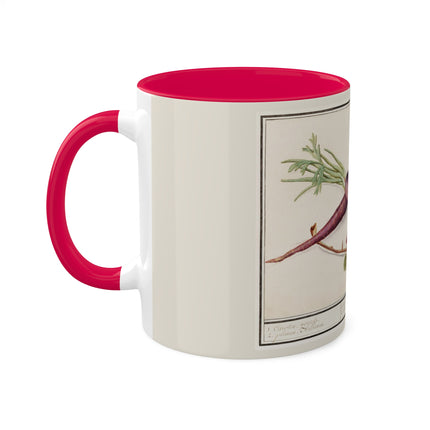 Carrot, Daucus Carota and Red currant, Ribes rubrum by Anselmus Boëtius de Boodt Colorful Mugs, 11oz