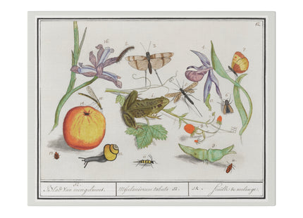 Natural History Ensemble, No. 12 by Anselmus Boëtius de Boodt Matte Canvas, Stretched, 0.75"