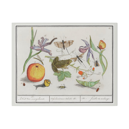Natural History Ensemble No. 12 – Late Renaissance Illustration by Anselmus Boëtius de Boodt