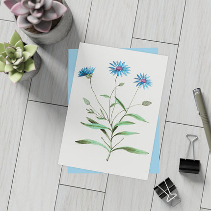 Blue Straw Flower, Catananche Caerulea by Anselmus Boëtius de Boodt Postcards (envelopes included) - Bundles of 10, 30, 50 Pieces