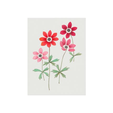 Anemoon, Anemone by Anselmus Boëtius de Boodt Fine Art Posters