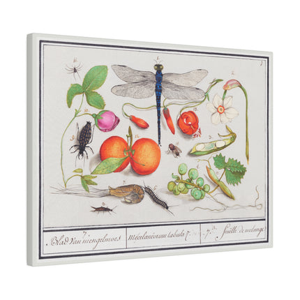 Natural History Ensemble, No. 7 by Anselmus Boëtius de Boodt Matte Horizontal Posters