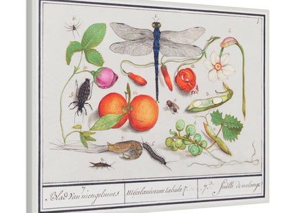Natural History Ensemble, No. 7 by Anselmus Boëtius de Boodt Matte Matte Canvas, Stretched, 0.75"
