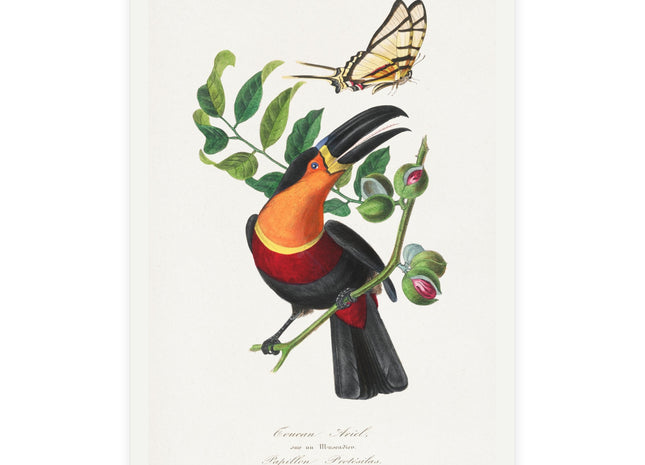 Channel Billed Toucan by Paul Gervais Postcards (envelopes included) - Bundles of 10, 30, 50 Pieces