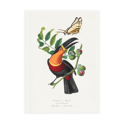 Channel Billed Toucan by Paul Gervais Postcards (envelopes included) - Bundles of 10, 30, 50 Pieces