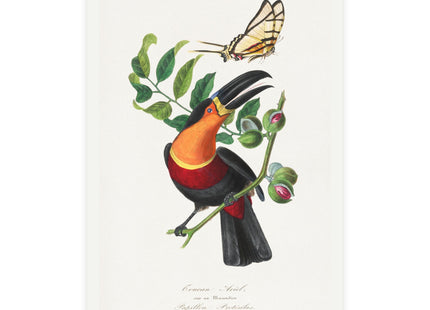 Channel Billed Toucan by Paul Gervais Postcards (envelopes included) - Bundles of 10, 30, 50 Pieces
