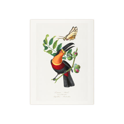 Channel Billed Toucan by Paul Gervais Ceramic Tile