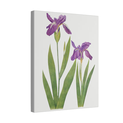 Violet and Blue Irises – Botanical Art from William Dykes’ The Genus Iris