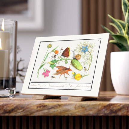 Natural History Ensemble, No. 3 Ceramic Tile